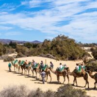 Camel Ride Agadir