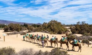 Camel Ride Agadir