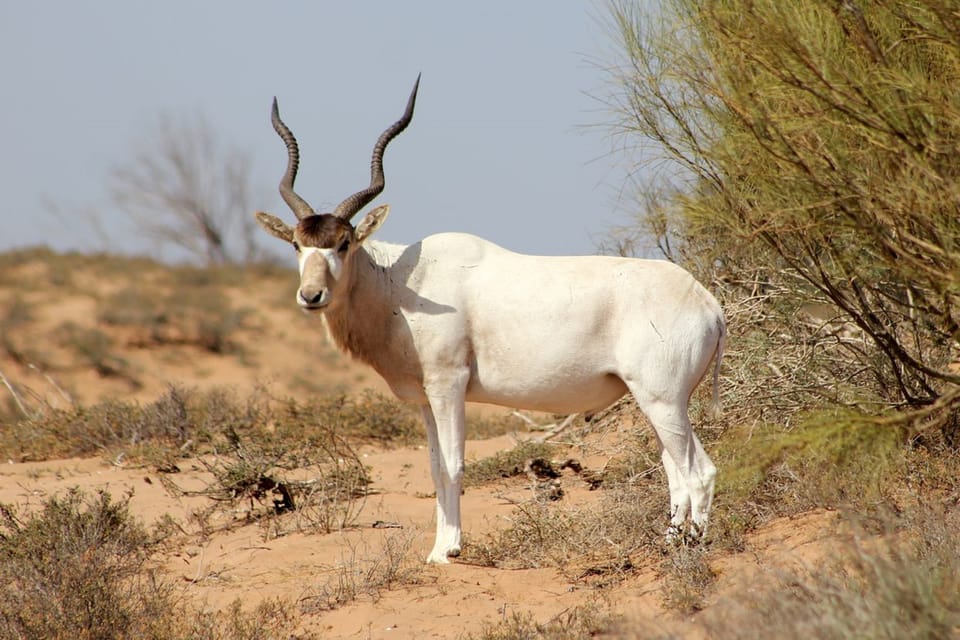 Souss Massa National park