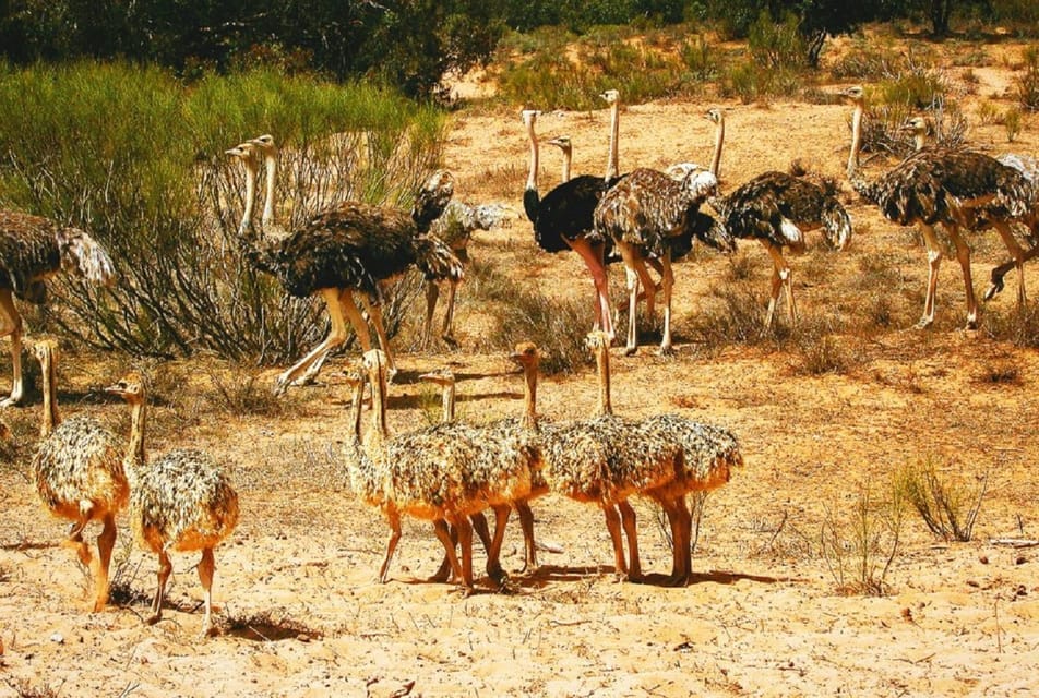 Souss Mark National Park from Agadir