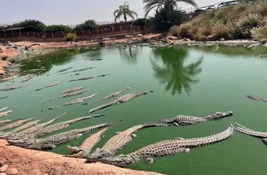 Crocodile